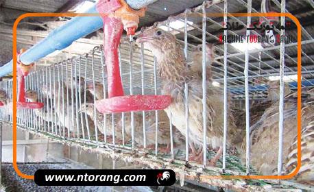 چگونه از هدر رفت دان و آب در پرورش بلدرچین جلوگیری کنیم؟